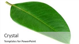  Presentation with rubber plant - Amazing slides having ficus or rubber plant isolated backdrop and a  colored foreground