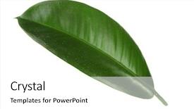  Presentation with rubber plant - Presentation theme consisting of ficus or rubber plant isolated background and a  colored foreground