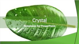  Presentation with rubber plant - Amazing theme having ficus or rubber plant with water drops isolated on white backdrop and a tawny brown colored foreground