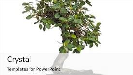  Presentation with bonsai - PPT theme having ficus panda bonsai tree ficus background and a white colored foreground