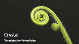  Presentation with fern - Presentation theme consisting of fiddle head fern background and a dark gray colored foreground