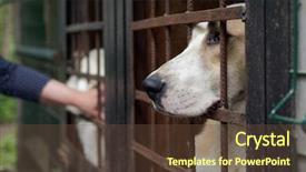  Presentation with dog shelter - Slide set enhanced with fidelity - dog in the shelter background and a tawny brown colored foreground