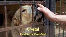  Presentation with dog shelter - Audience pleasing presentation consisting of fidelity - employee and a dog backdrop and a tawny brown colored foreground