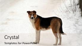  Presentation with homeless - Colorful theme enhanced with fidelity - homeless dog in the city backdrop and a soft green colored foreground