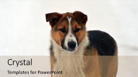  Presentation with homeless - PPT theme having fidelity - homeless dog in the city background and a coral colored foreground