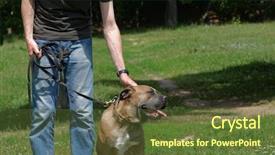  Presentation with dog park animal jack - Amazing presentation theme having fidelity - man walking with his dog backdrop and a tawny brown colored foreground