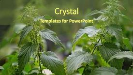  Presentation with tea plant - Slides featuring field a healthy wild food background and a tawny brown colored foreground