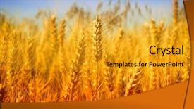  Presentation with summer wheat field blue - Theme having field against a blue sky background and a gold colored foreground