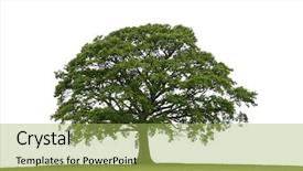  Presentation with oak tree - Presentation theme with oak tree with new leaf background and a yellow colored foreground