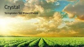  Presentation with agriculture field - Amazing theme having field and sunset in low backdrop and a yellow colored foreground