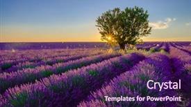  Presentation with lavender - Theme having field at sunset in provence background and a wine colored foreground