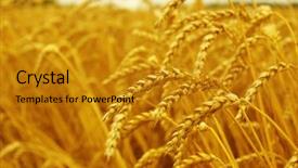  Presentation with harvest - Amazing PPT layouts having field background harvest and food backdrop and a  colored foreground