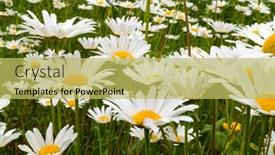  Presentation with daisy - Cool new theme with field-daisy-close-up-full backdrop and a yellow colored foreground