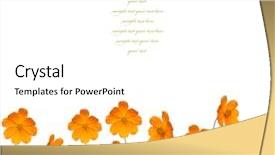  Presentation with cosmos - Beautiful presentation theme featuring field day - beautiful yellow flower cosmos isolated backdrop and a  colored foreground