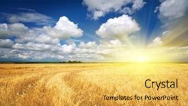  Presentation with nature - Amazing PPT theme having field day - meadow of wheat nature composition backdrop and a  colored foreground