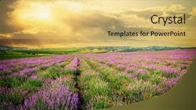  Presentation with lavender - PPT layouts consisting of field flowers - meadow of lavender nature composition background and a yellow colored foreground