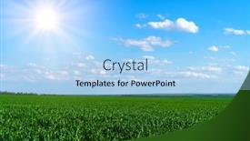  Presentation with wheat growing - Beautiful presentation theme featuring field-for-growing-young-wheat backdrop and a light blue colored foreground