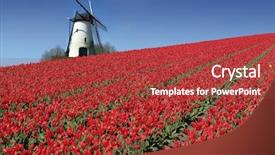  Presentation with dutch - Beautiful slides featuring field full of red tulips backdrop and a red colored foreground