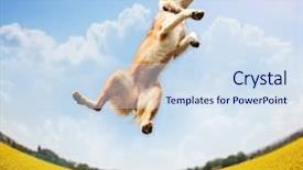  Presentation with yellow narcissus or daffodil flowers - PPT theme having field full of yellow flowers background and a  colored foreground