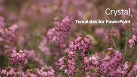  Presentation with field - Audience pleasing PPT theme consisting of field-full-with-heather backdrop and a violet colored foreground