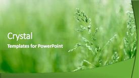  Presentation with grass texture on green - PPT theme enhanced with field green grass landscape background background and a seafoam green colored foreground