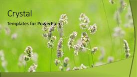  Presentation with grass - Cool new presentation theme with field green grass landscape background backdrop and a yellow colored foreground