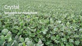  Presentation with soybean - Beautiful theme featuring field of green soybean plants backdrop and a seafoam green colored foreground