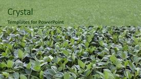  Presentation with soybean - Presentation theme with field of green soybean plants background and a  colored foreground