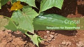  Presentation with grown - 