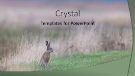  Presentation with world heritage - PPT layouts featuring field-hare-lepus-europaeus and a light gray colored foreground