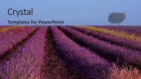  Presentation with summer wheat field blue - Beautiful presentation theme featuring field in summer purple aromatic backdrop and a light blue colored foreground