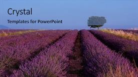  Presentation with lonely - Beautiful slide deck featuring field in summer purple aromatic backdrop and a light blue colored foreground