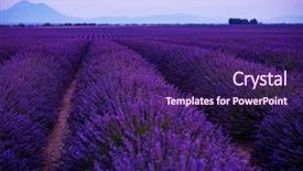  Presentation with colorful green corn field - PPT theme enhanced with field in summer purple aromatic background and a violet colored foreground