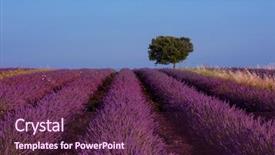  Presentation with brown and purple and dogwood tree - Amazing slide set having field in summer purple aromatic backdrop and a  colored foreground