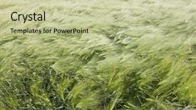  Presentation with motion - Cool new PPT theme with field in the summer wind backdrop and a mint green colored foreground