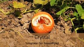  Presentation with rats - Cool new slides with field mouse birds rats opossum backdrop and a coral colored foreground