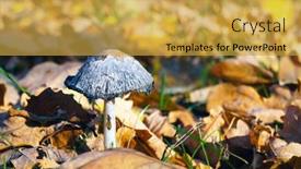  Presentation with sunny fall - PPT layouts consisting of field-mushroom-and-dead-foliage background and a yellow colored foreground