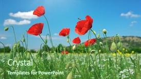 Presentation with blue flower - Amazing presentation theme having field nature composition red poppy backdrop and a tawny brown colored foreground