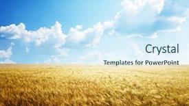  Presentation with wheat - Audience pleasing PPT theme consisting of field of barley and sunny backdrop and a sky blue colored foreground