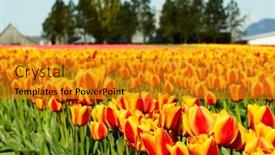  Presentation with tulips - 
