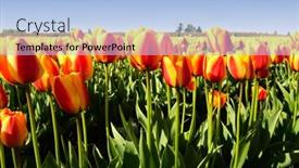  Presentation with tulips - Audience pleasing presentation theme consisting of ping curtains with light on stage for events backdrop and a lemonade colored foreground