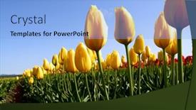  Presentation with bright yellow - 