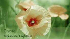  Presentation with poppies - Audience pleasing slides consisting of field of beautiful poppies backdrop and a seafoam green colored foreground