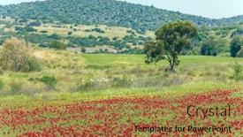  Presentation with rural tourism concept - Presentation theme enhanced with field-of-blooming-anemones-foggy background and a coral colored foreground