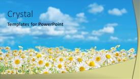  Presentation with blue flower - Cool new slides with field-of-blooming-flower-heads backdrop and a light blue colored foreground