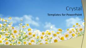  Presentation with blue flower - Audience pleasing PPT theme consisting of field-of-blooming-flower-heads backdrop and a light blue colored foreground