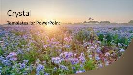  Presentation with field - PPT theme enhanced with palnts - field of blooming lacy phacelia background and a lemonade colored foreground