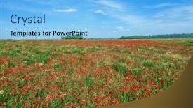  Presentation with poppy - PPT layouts consisting of field-of-blooming-red-poppy background and a light blue colored foreground