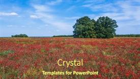  Presentation with poppy - Presentation theme having field-of-blooming-red-poppy background and a tawny brown colored foreground