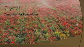  Presentation with poppy - Presentation consisting of field-of-blooming-red-poppy background and a coral colored foreground